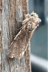 Achlya flavicornis