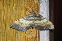 Earophila badiata