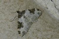 Xanthorhoe fluctuata