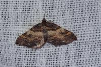 Earophila badiata