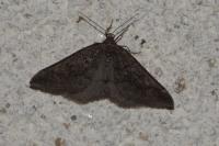 Aleucis distinctata