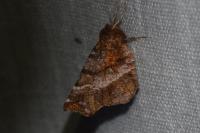 Selenia dentaria