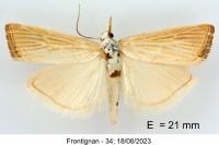 Xanthocrambus delicatellus