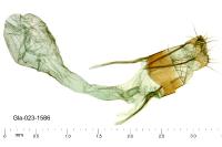 Tegostoma comparalis