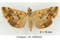 Tegostoma comparalis