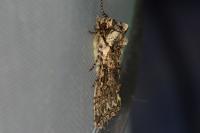 Polyploca ridens