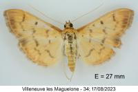 Patania balteata