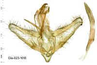 Chilo pulverosellus