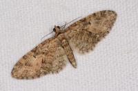Eupithecia abbreviata