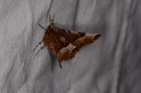 Selenia tetralunaria
