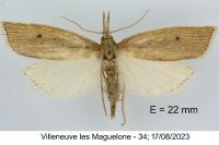 Chilo phragmitellus