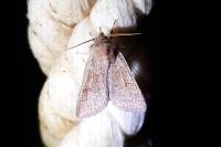 Orthosia miniosa