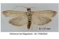 Phycitodes inquinatella
