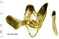 Phycitodes inquinatella