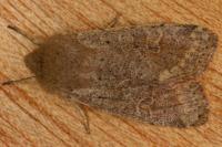 Orthosia cruda