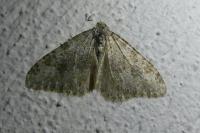 Coenotephria ablutaria