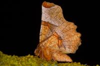 Selenia lunularia