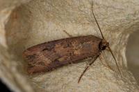 Agrotis ipsilon