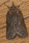 Nycteola columbana