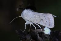 Orthosia gracilis
