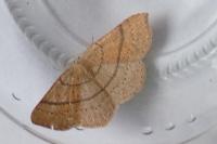 Cyclophora ruficiliaria