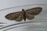 Eupithecia abbreviata/dodoneata