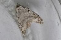 Nola cicatricalis