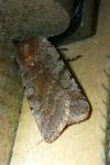 Cerastis rubricosa