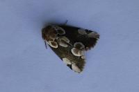 Thyatira batis