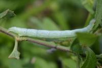 Aleucis distinctata
