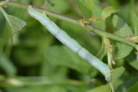 Aleucis distinctata
