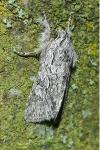 Xylocampa areola