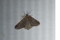 Alsophila aescularia