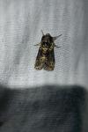 Polyploca ridens