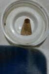 Orthosia cruda