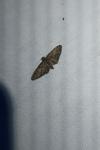 Eupithecia abbreviata