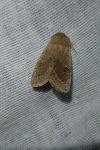 Orthosia cerasi