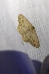 Ectropis crepuscularia