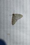 Trichopteryx carpinata