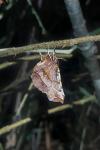 Selenia dentaria