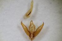 Cryphia algae