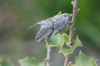 Chesias rufata rufata