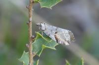 Chesias rufata rufata