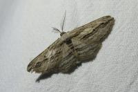 Ecleora solieraria