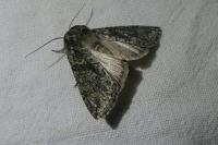 Polyploca ridens