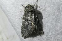 Polyploca ridens
