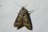 Agrotis ipsilon