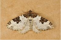 Xanthorhoe fluctuata