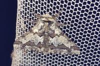Biston strataria
