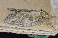 Peridea anceps